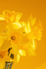 Obraz na płótnie Canvas Daffodils flowers standing in a transparent vase against yellow wall. Beautiful yellow spring background