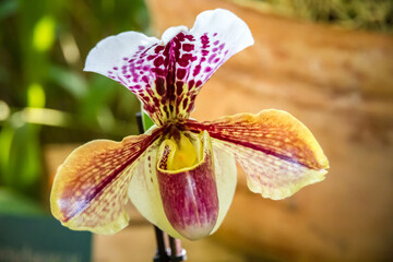 Orchid flower, Hybrid American Paphiopedilum