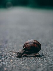 snail on the ground
