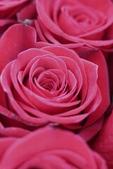 pink rose close up