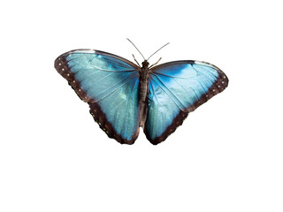 Blue morpho butterfly isolated on white background