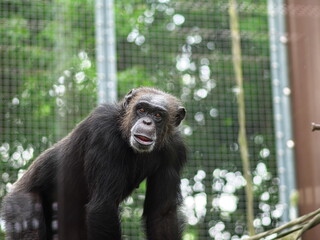 檻の中からこちらを見るチンパンジー
