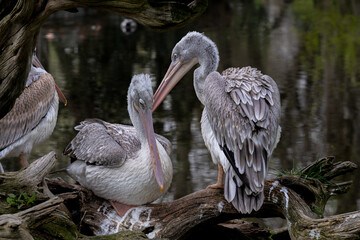 Pair of Pelicans in an affectionate attitude