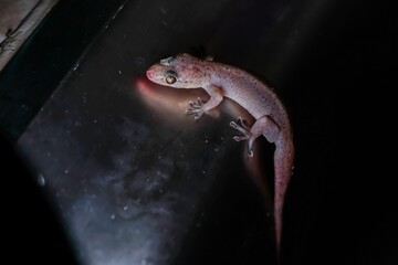 Lizard smeared with red nectar.