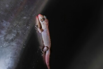 Lizard smeared with red nectar.