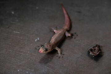 Lizard smeared with red nectar.