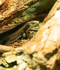 lizard on a rock