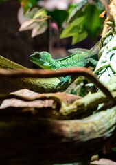 Obraz premium reptile on a branch