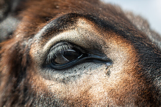 A close up of a donkeys eye, on the Karpas Peninsula in Cyprus