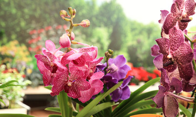 Phalenopsis Orchid plants in the garden in Spring