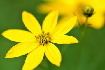 コオニタビラコの黄色い花