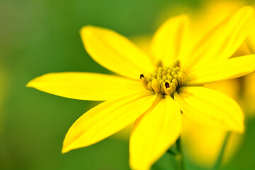 コオニタビラコの黄色い花