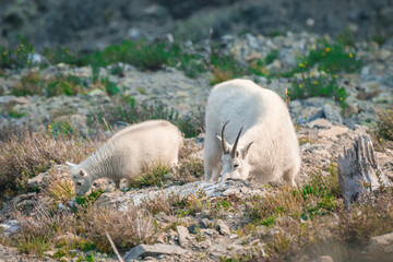 Female and baby mountain goat, Oreamnos americanus, feeding on the hills of rocky mountain in...