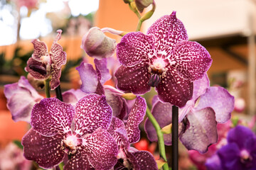 Phalenopsis Orchid plants in the garden in Spring
