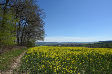 Fototapeta na wymiar Schaumburger Frühlingslandschaft mit blühendem Rapsfeld