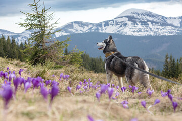 Happy hiking siberian husky dog in the field of crocuses in front of snowy peaks, the Carpathians mountains, Ukraine © almostfuture