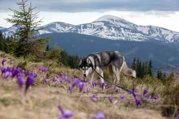 Happy hiking siberian husky dog in the field of crocuses in front of snowy peaks, the Carpathians...