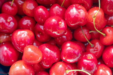 Ripe fruits of the Prunus avium, commonly called wild cherry, sweet cherry, or gean