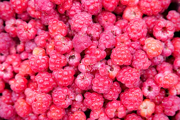 Wild Rubus idaeus (raspberry) freshly collected 