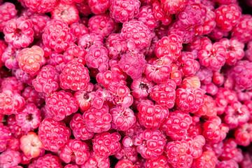 Wild Rubus idaeus (raspberry) freshly collected 