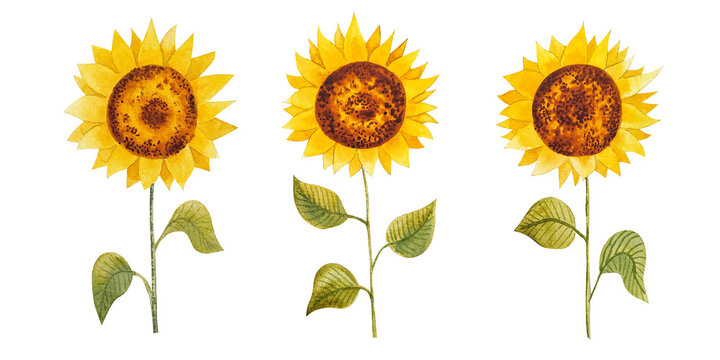 Watercolor illustration of cartoon simple sunflowers isolated. For summer vibe designs and decorations