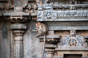 A young rhesus macaque monkey sitting on a stone wall in the ancient Hindu temple of Jalakandeswarar in the town of Vellore.