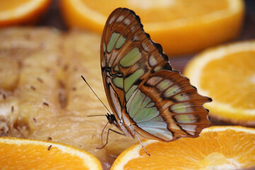 Siproeta stelenes butterfly on a background of oranges