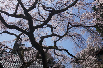 京都の十輪寺の早咲きのしだれ桜