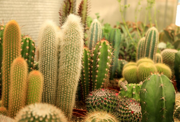 Pots of different kind of cactus for sale