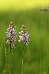 Fuchs' Fingerknabenkraut (Dactylorhiza fuchsii) im Habichtswald.