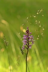 Fuchs' Fingerknabenkraut (Dactylorhiza fuchsii) im Habichtswald.