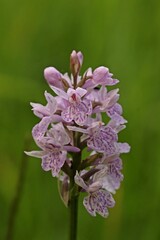Obraz premium Fuchs' Fingerknabenkraut (Dactylorhiza fuchsii) im Habichtswald.