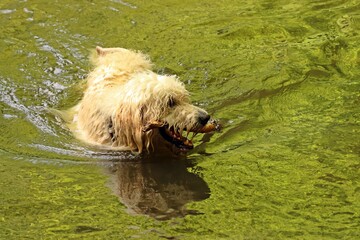 Goldendoodle apportiert Stock aus dem Wasser