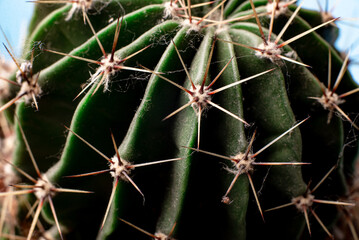 Cactus needles close up. Floral background.