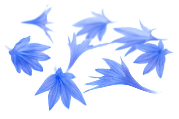 Fototapeta na wymiar Blue cornflower petals isolated on white background, top view. Background of blue cornflower petals isolated on white. Set of blue cornflower petals isolated on white background, top view.