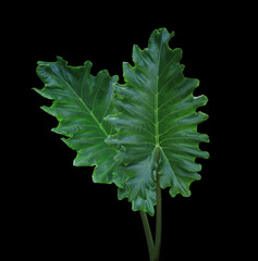  Elephant ear or Giant taro or Ape or Ear elephant or Giant alocasia or Pai tree. Close up green leaf bush on stalk isolated on black background.