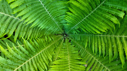 Naklejka na ściany i meble Green background shuttlecock-fern. Spiral fern Matteuccia is a genus of ferns with one species: Matteuccia struthiopteris, common names ostrich fern, violin fern