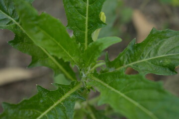 Laurentia longiflora leaves, used as herbal medicine or natural pesticides