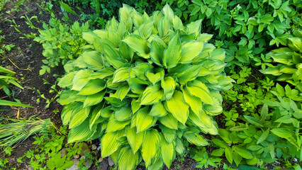 A hosta flower with green leaves grows in a flower bed in the city garden
