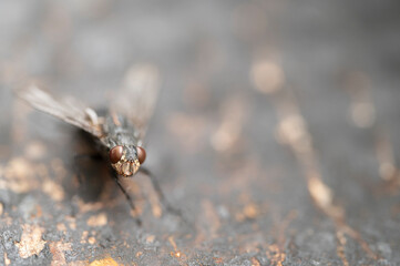 The look of a fly