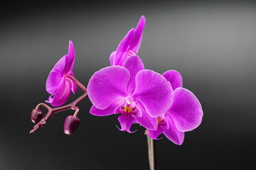 Fototapeta na wymiar Orchidee pink