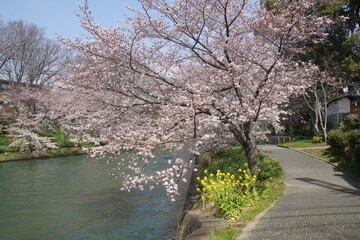 Obraz premium 京都の伏見の菜の花とソメイヨシノ