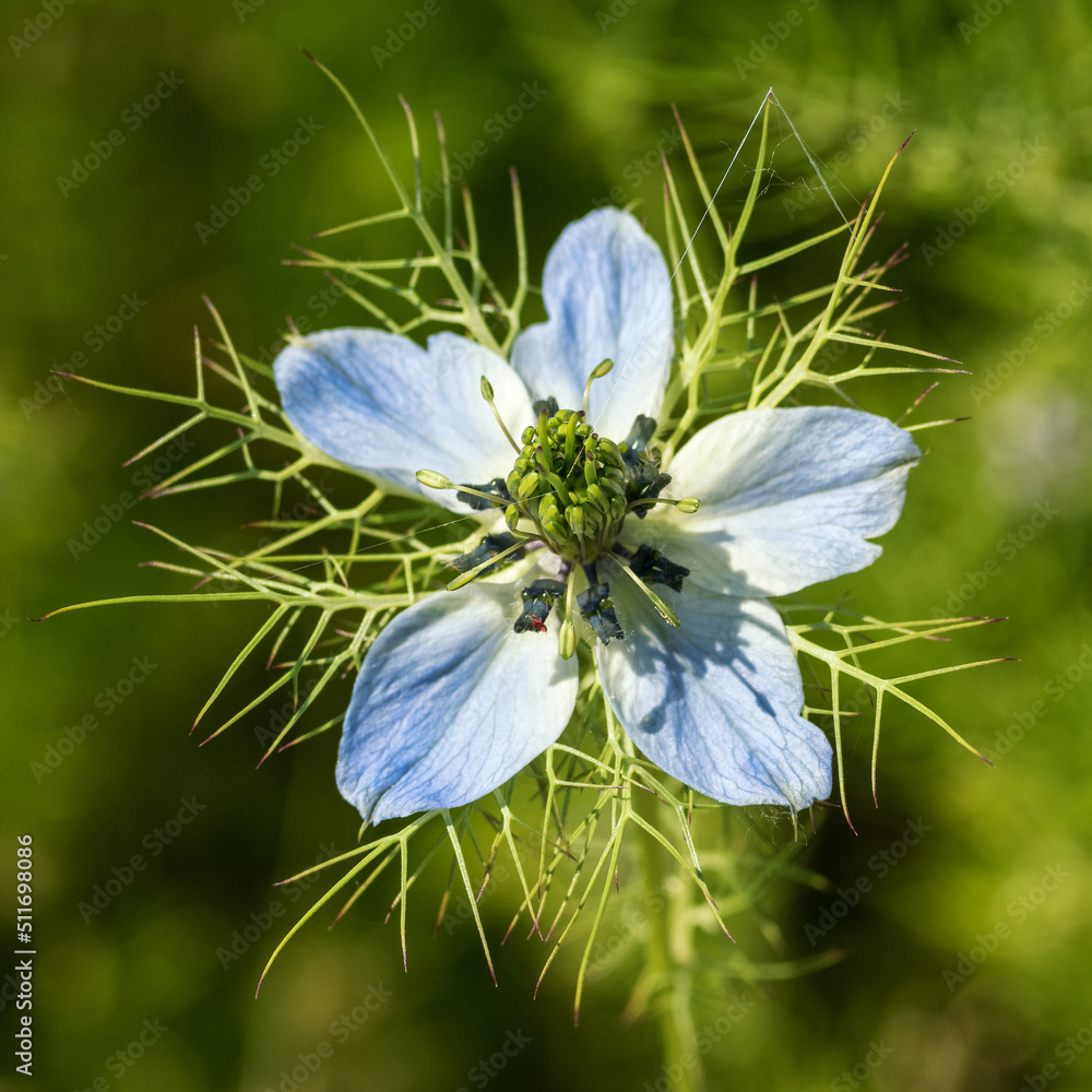 Poster Blue immortelle flower with green parts.