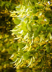 Blooming flowers of small leaved Linden tree (Tilia Cordata). Branch covered with yellow blossom used for herbal healing tea preparation. Natural background. Back to nature concept.