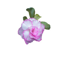Impala Lily or Pink Bignonia or Mock Azalea or Desert Rose flower. Close up pink-purple head Azalea flower isolated on white background.