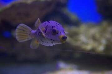 dangerous poisonous puffer fish in its natural habitat in the water