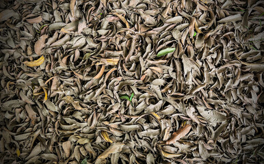 Autumn concept - Texture made of dried leaves making a concept background