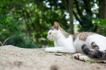 Fototapeta premium Wild cat living in a Japanese forest