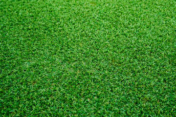 Fototapeta premium Green grass background, football field 
