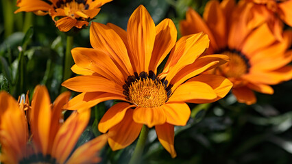 Closeup of flowers of Gazania 'Orange Beauty' in a garden in summer